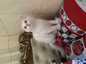 3-6 Months Male Purebred Persian