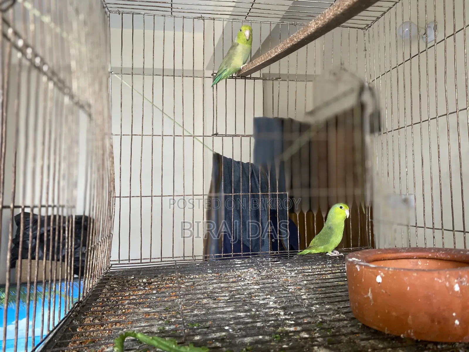 Adult Forpus Pair