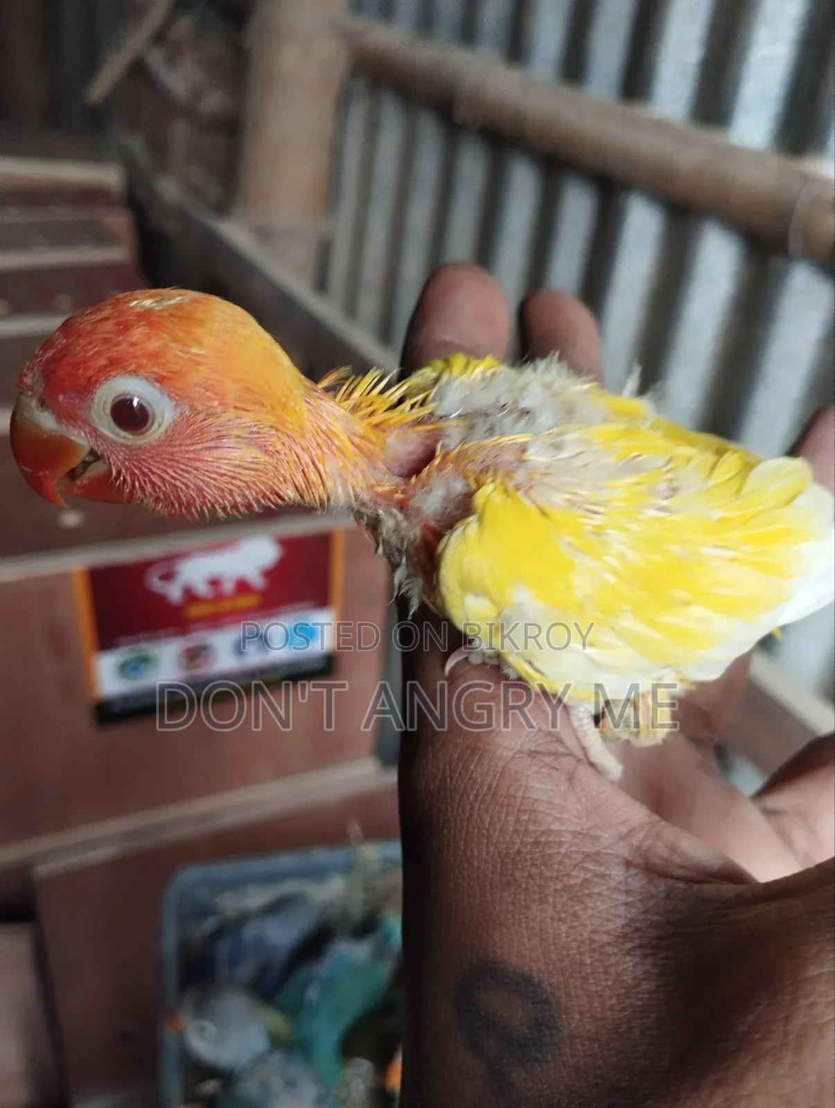 Tame Size Baby 2 Pcs
