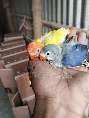 Tame Size Baby 2 Pcs
