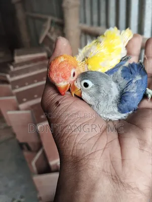 Tame Size Baby 2 Pcs