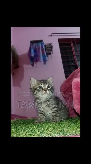 ১-৩ মাস বয়সী ফিমেল মিক্সড ব্রিড পার্সিয়ান