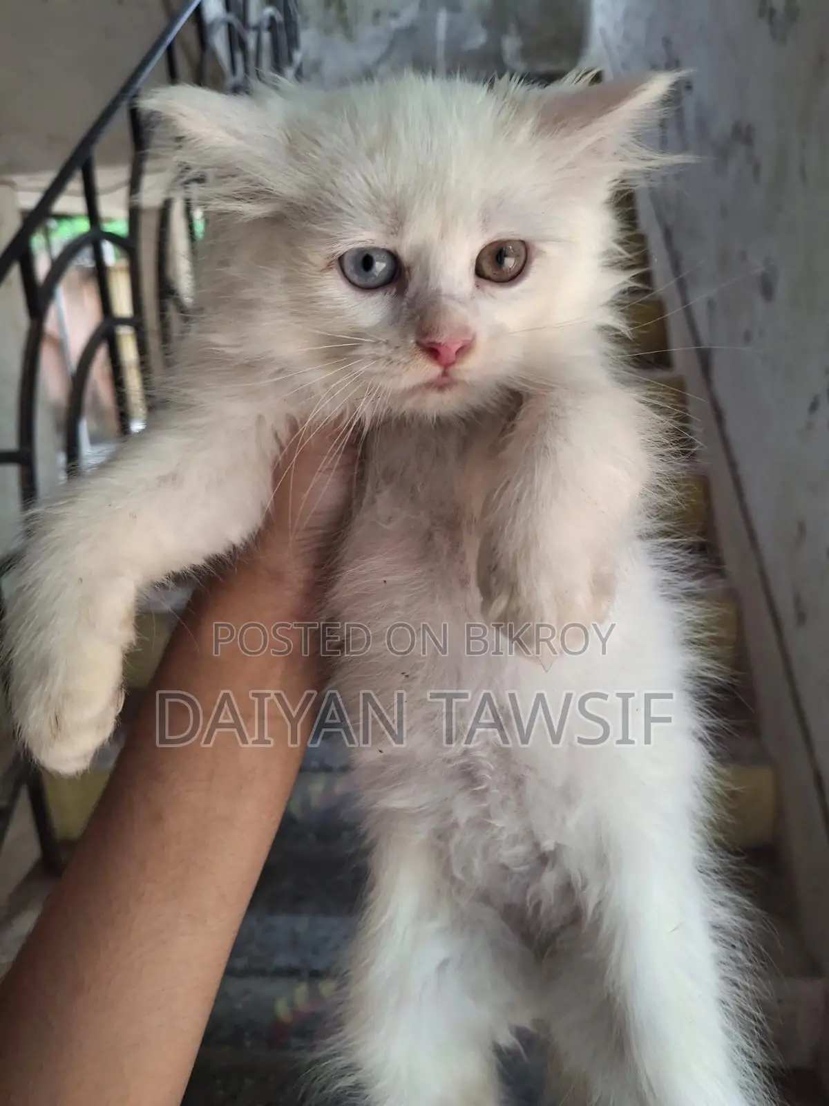 1-3 Months Female Purebred Persian