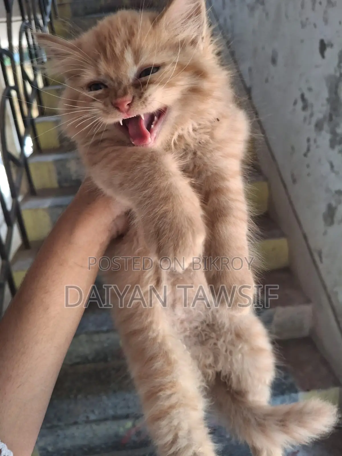 1-3 Months Female Purebred Persian