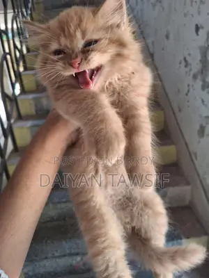 1-3 Months Female Purebred Persian