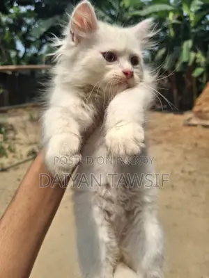 1-3 Months Female Purebred Persian