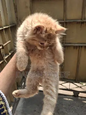 1-3 Months Female Purebred Persian