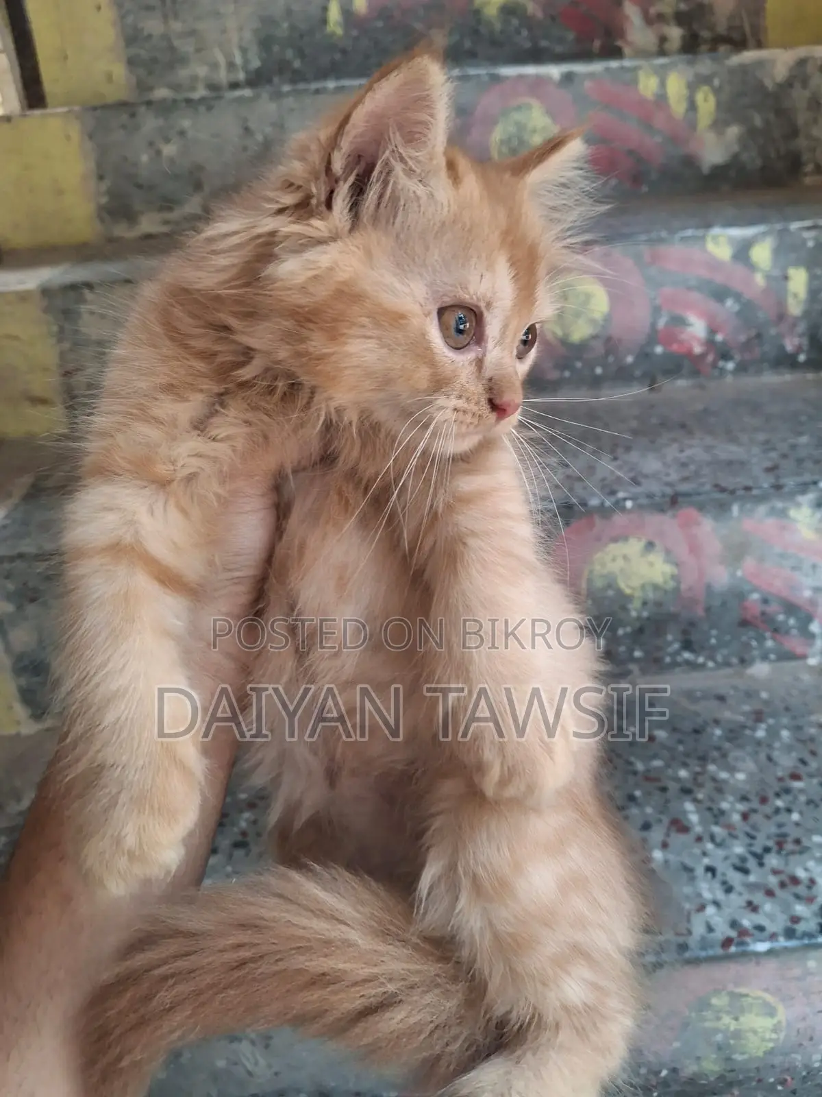 1-3 Months Female Purebred Persian