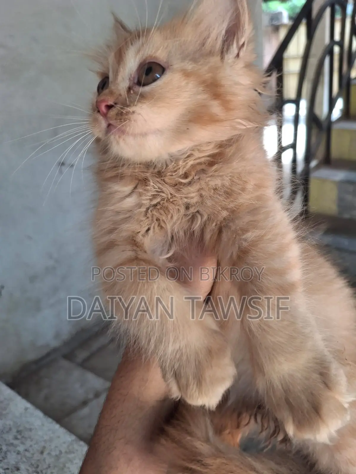 1-3 Months Female Purebred Persian
