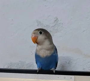 Blue Fischer Lovebird