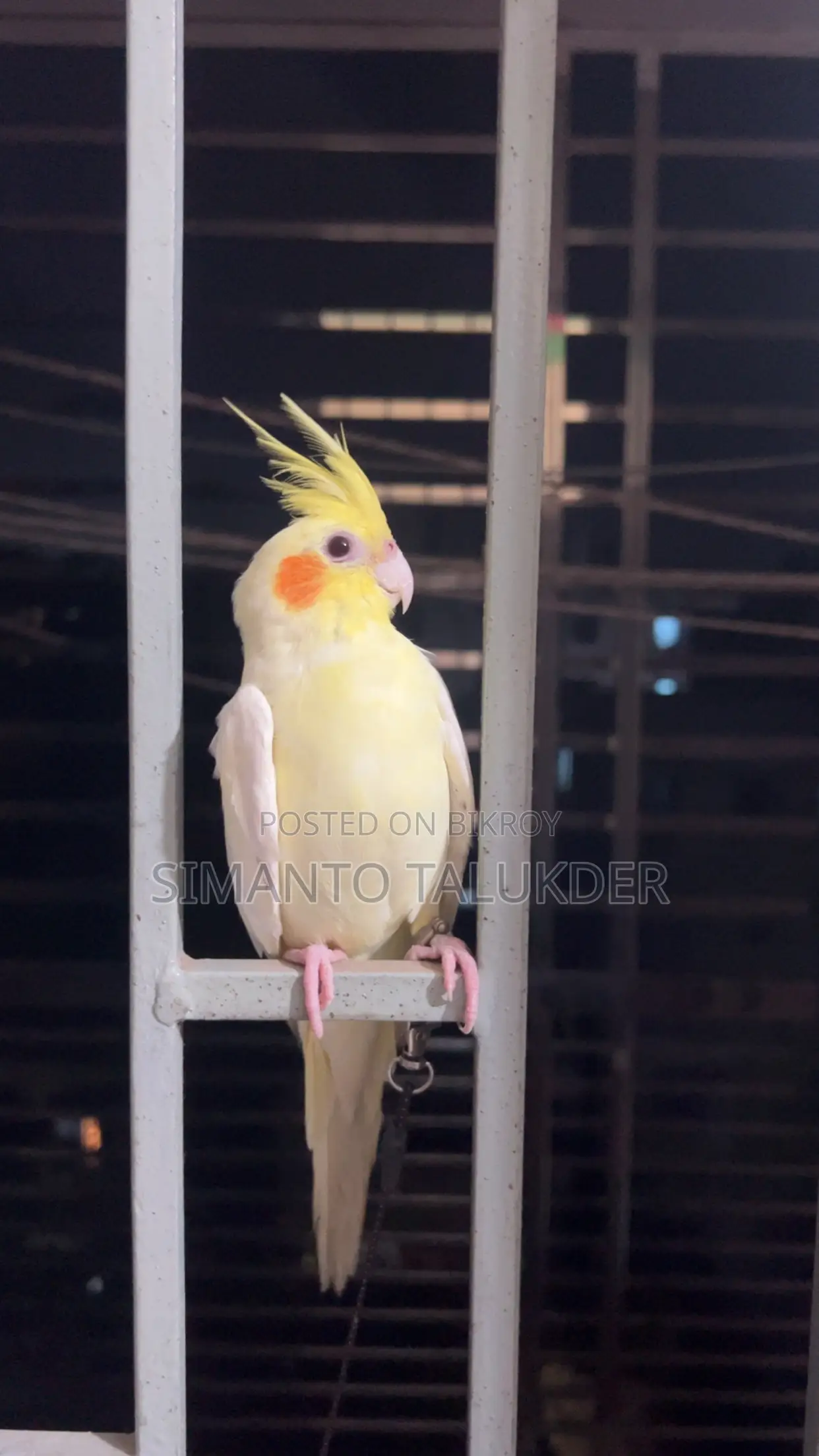 Cockatail Hand Tamed