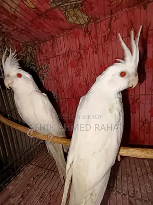 Albino Cockatiel