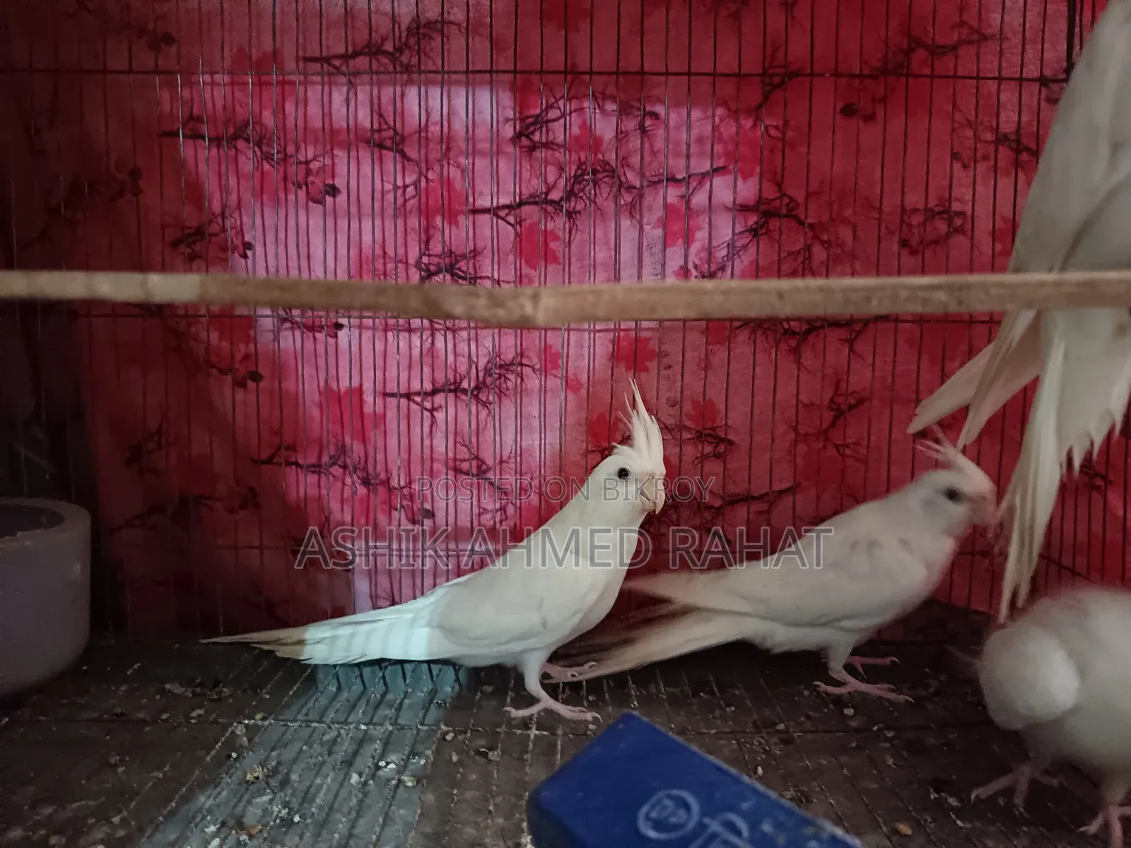 Albino Cockatiel