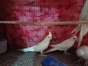 Albino Cockatiel