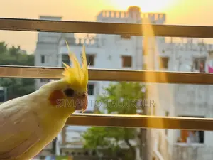 Cockatail Hand Tamed