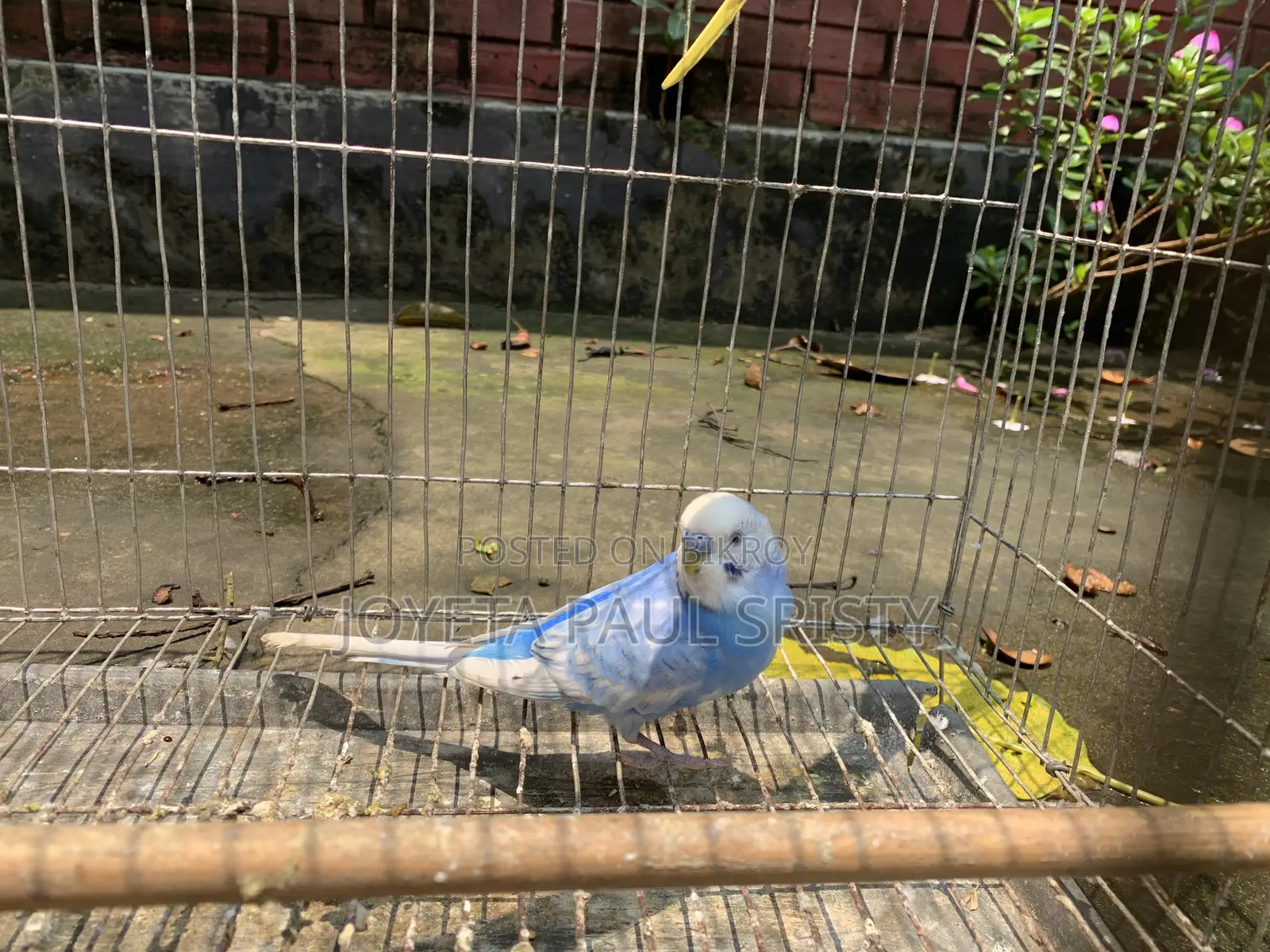 Budgie Bird (Full Adult, Proven Breeder)