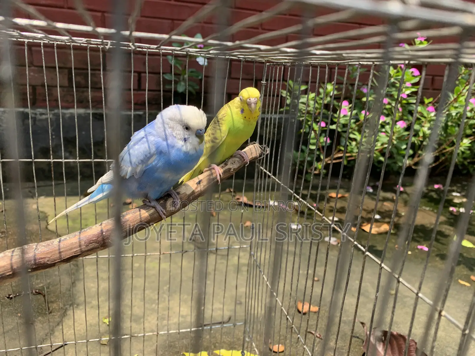 Budgie Bird (Full Adult, Proven Breeder)