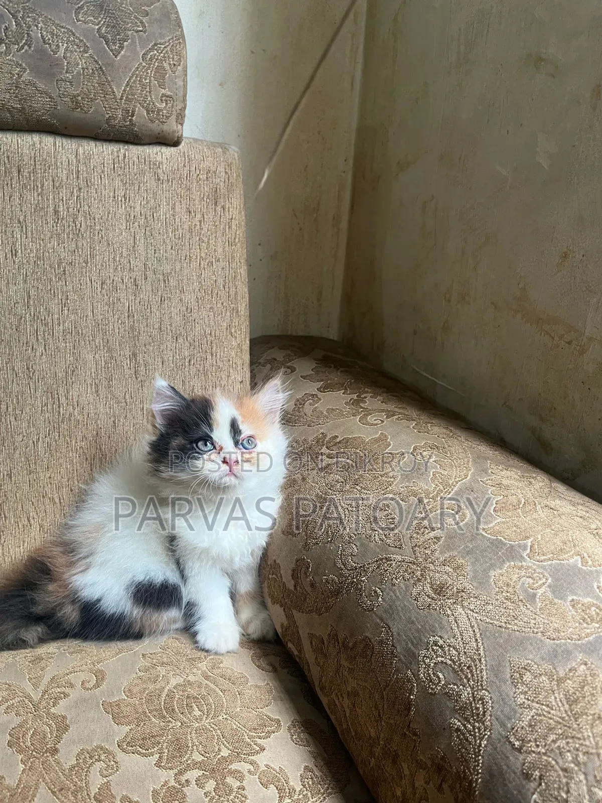 1-3 Months Female Purebred Persian