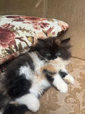1-3 Months Female Purebred Persian