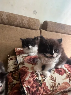 1-3 Months Female Purebred Persian