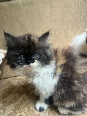 1-3 Months Female Purebred Persian