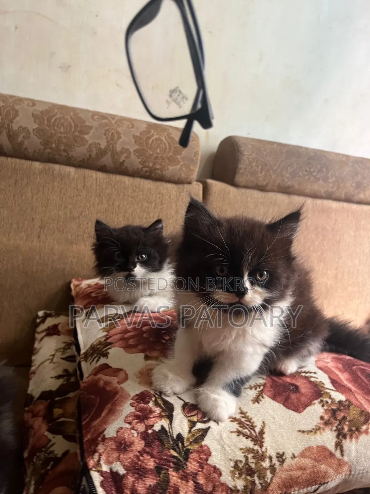 1-3 Months Female Purebred Persian