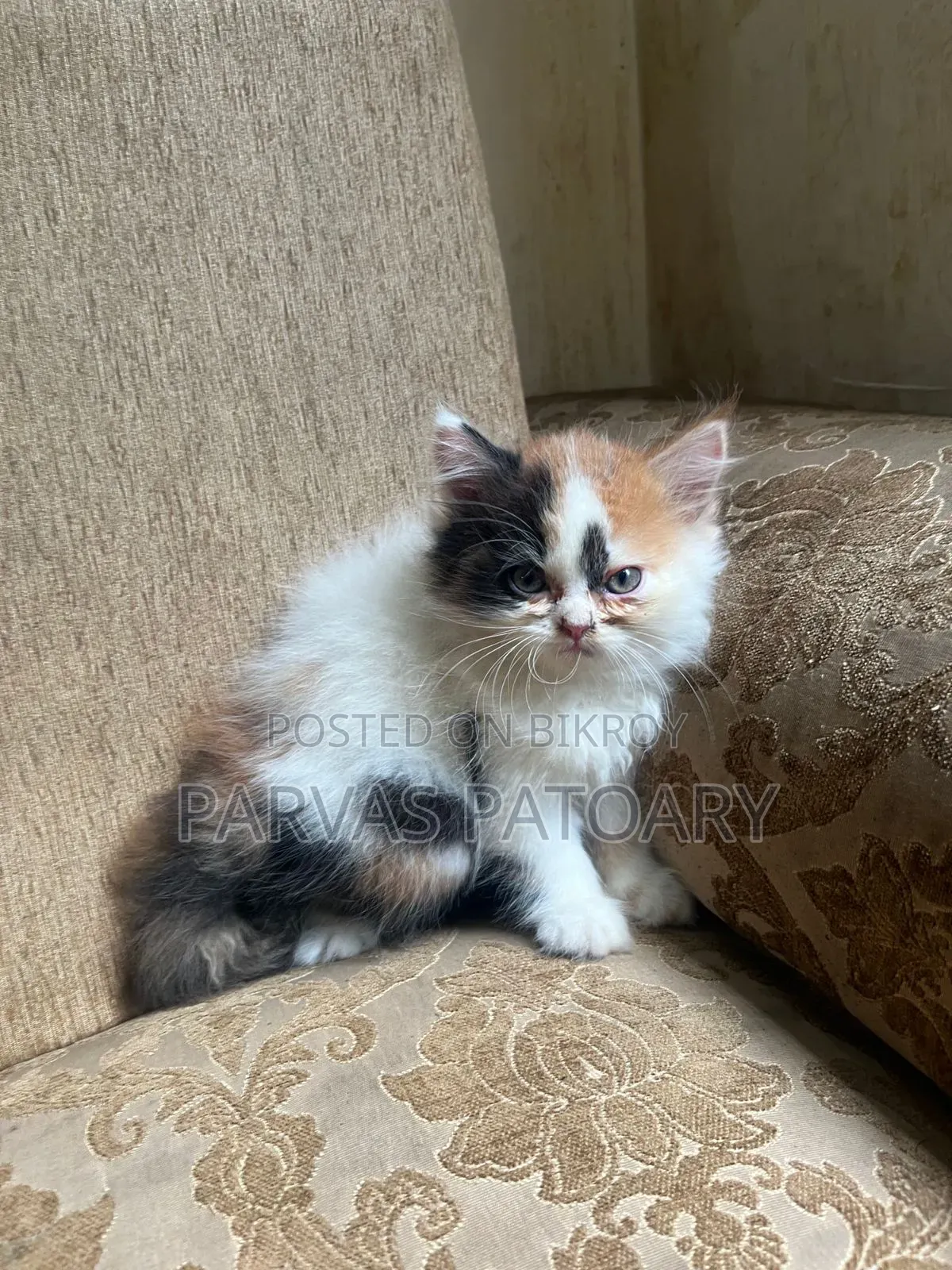 1-3 Months Female Purebred Persian