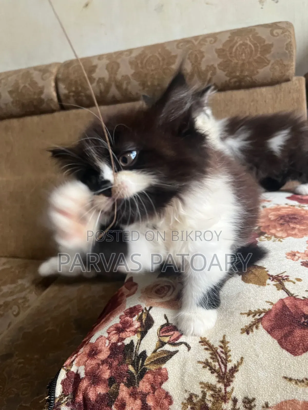 1-3 Months Female Purebred Persian