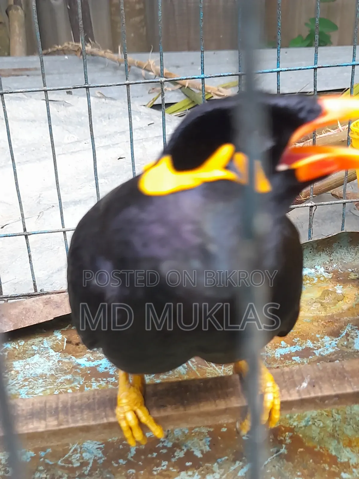 Talking Parrot for Sale