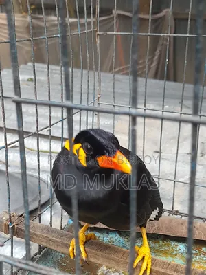 Talking Parrot for Sale