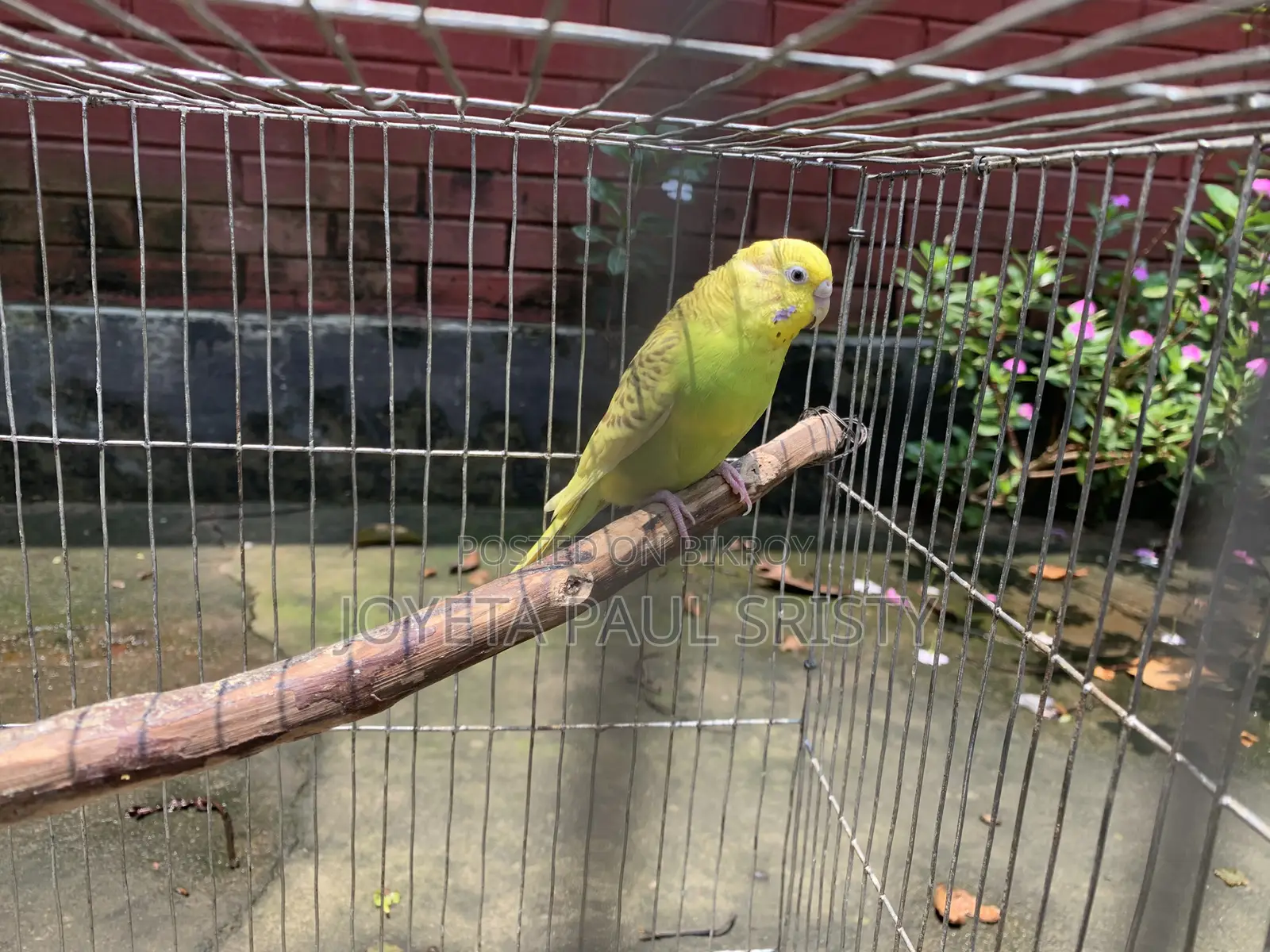 Budgie Bird (Full Adult, Proven Breeder)