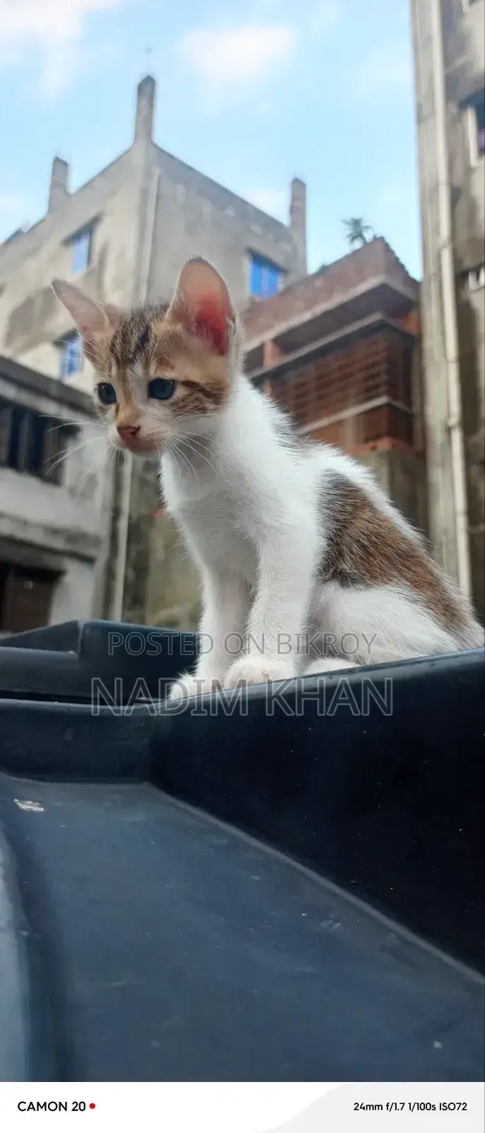 ১-৩ মাস বয়সী পুরুষ পিওরব্রেড বেঙ্গল বিড়ালছানা
