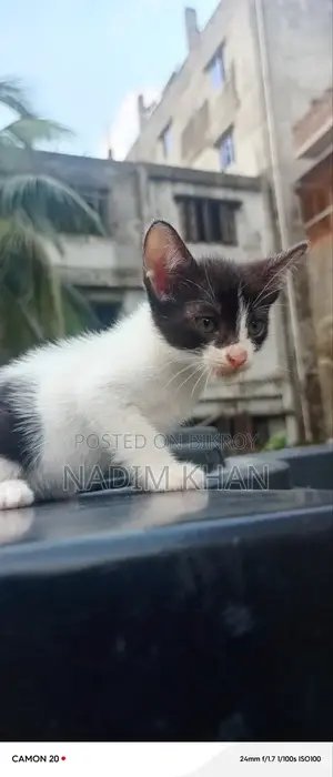 ১-৩ মাস বয়সী পুরুষ পিওরব্রেড বেঙ্গল বিড়ালছানা
