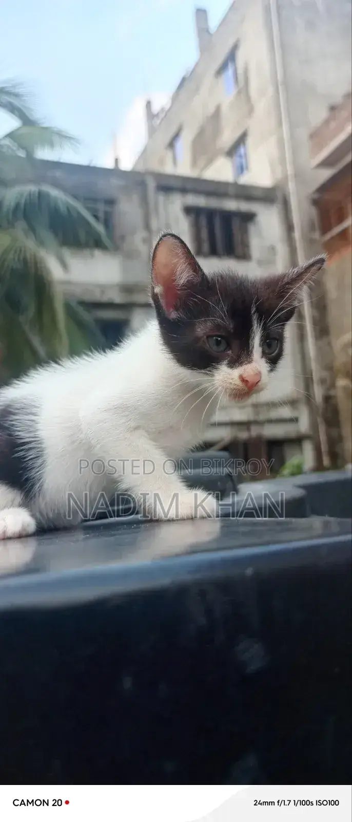 ১-৩ মাস বয়সী পুরুষ পিওরব্রেড বেঙ্গল বিড়ালছানা