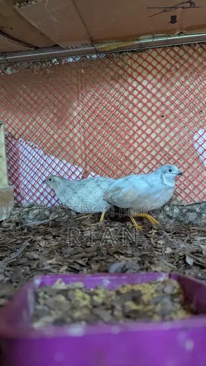 King Quail Classic