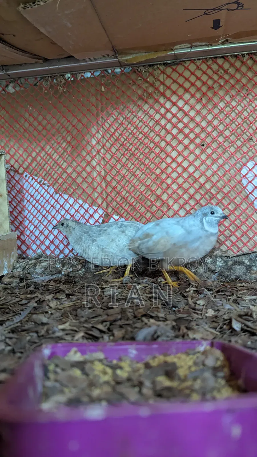 King Quail Classic