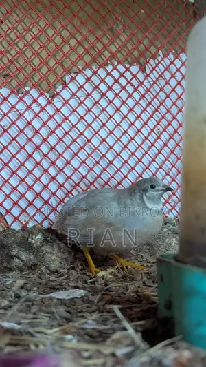 King Quail Classic