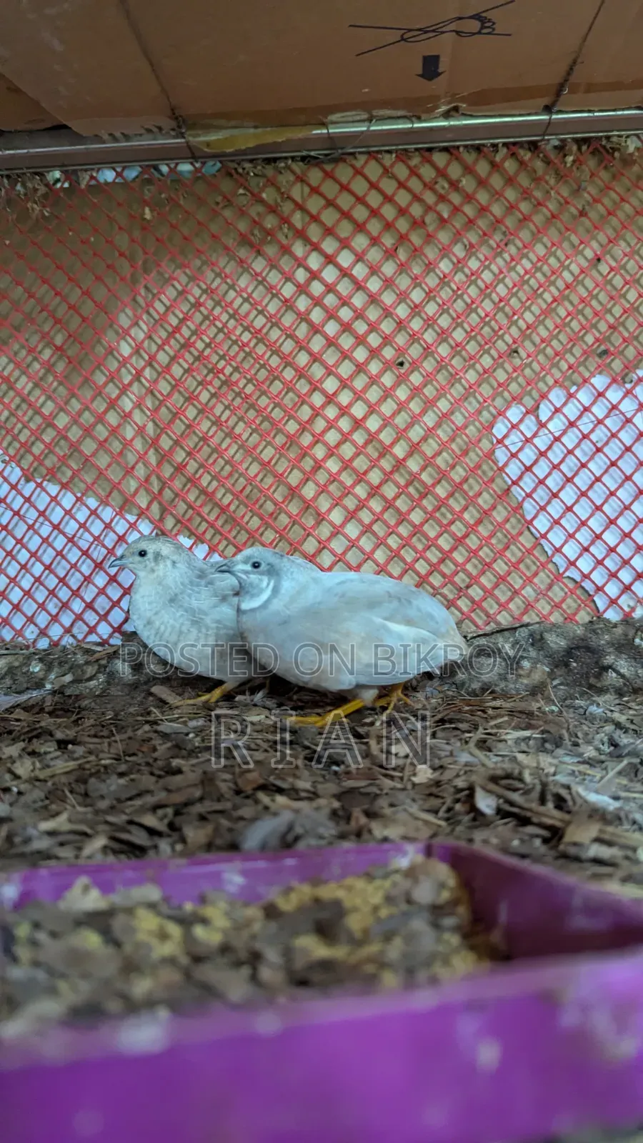 King Quail Classic