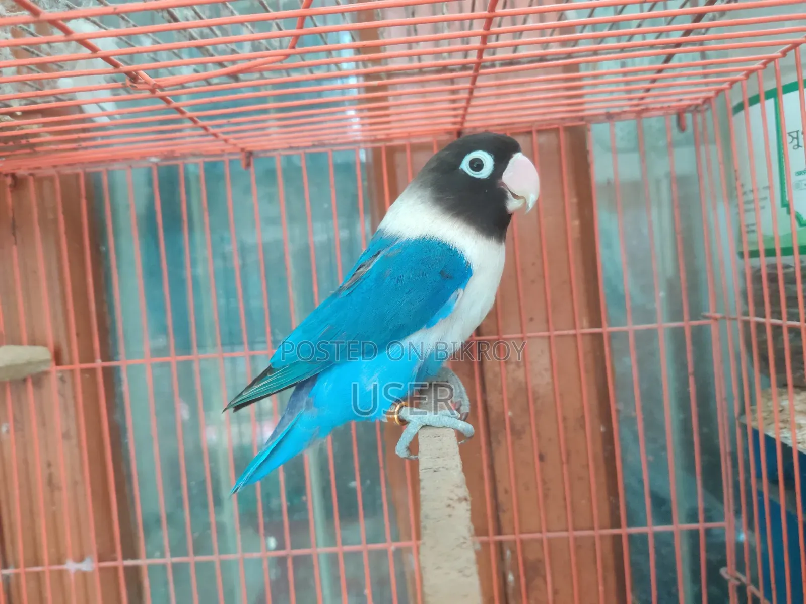 A Running Lovebird Female