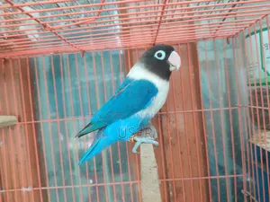 A Running Lovebird Female
