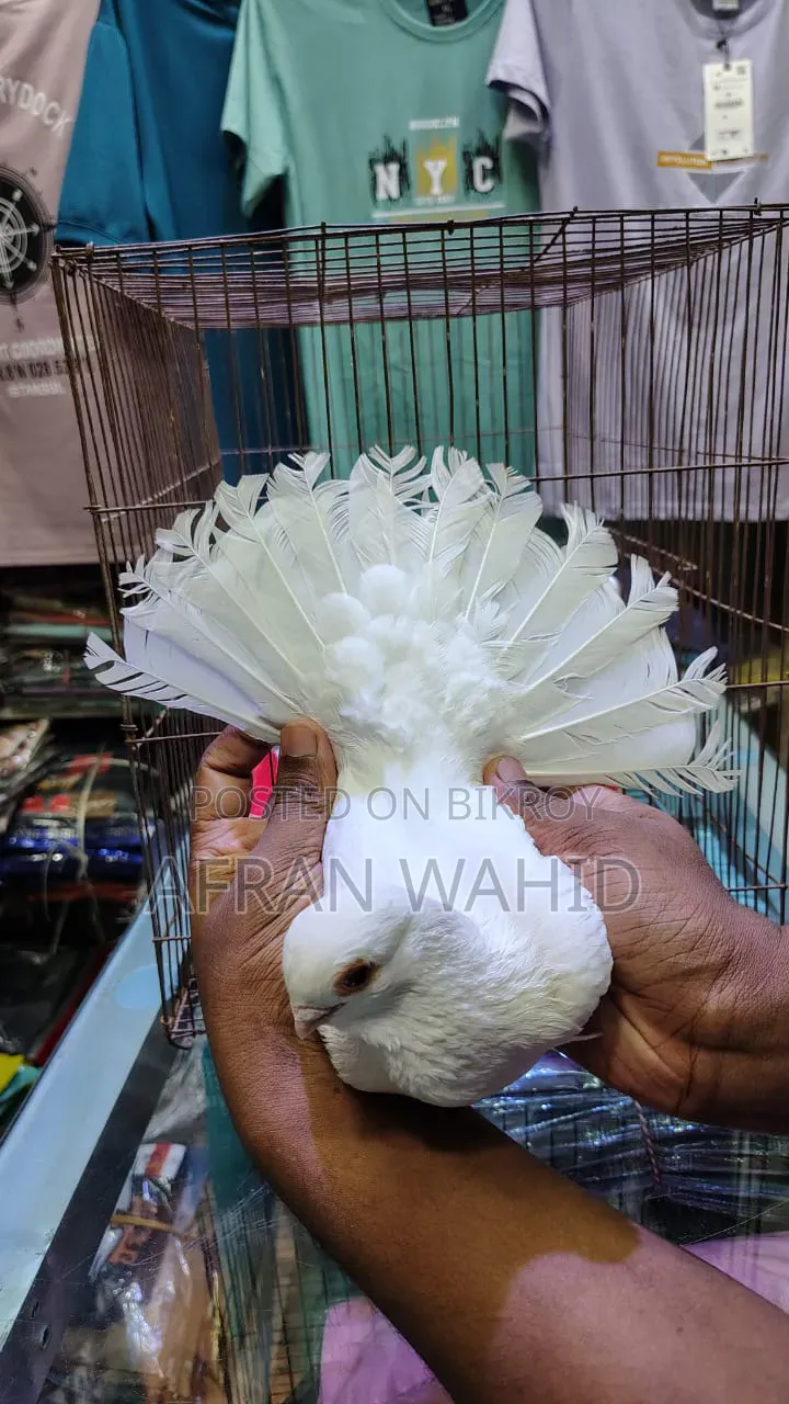 কাগজি ২ জোরা