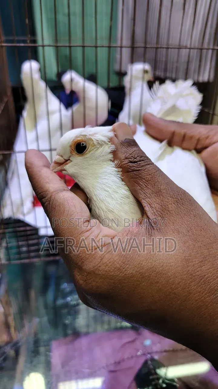 কাগজি ২ জোরা