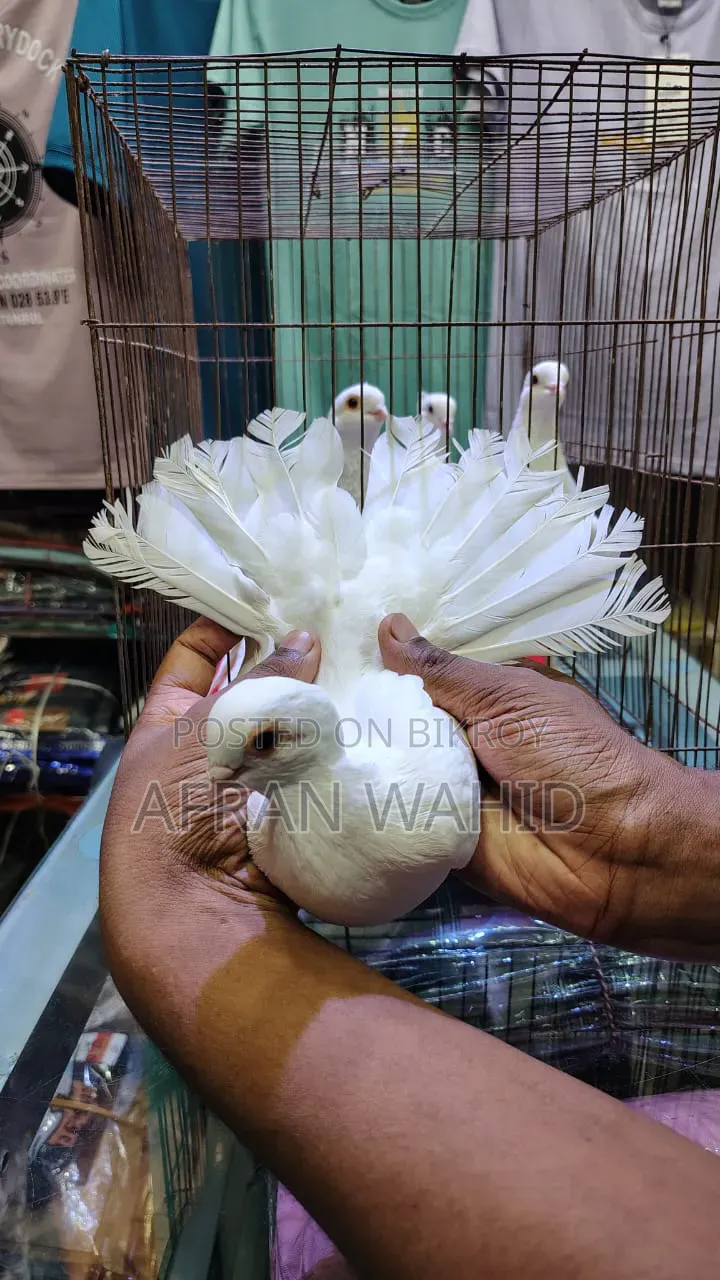 কাগজি ২ জোরা