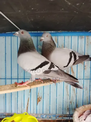 Huma Pigeon Pair for Sale
