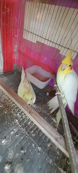ককাটেল মাস্টার পেয়ার