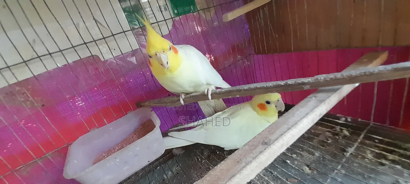 ককাটেল মাস্টার পেয়ার