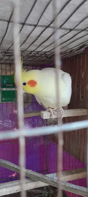 ককাটেল মাস্টার পেয়ার