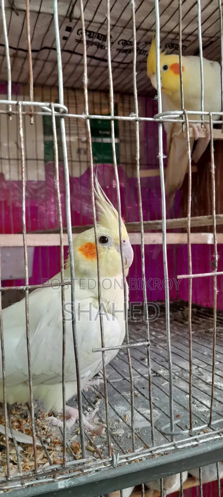 ককাটেল মাস্টার পেয়ার