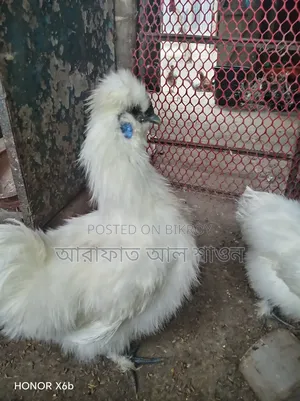 Pair of American Silkie Chickens for Sale