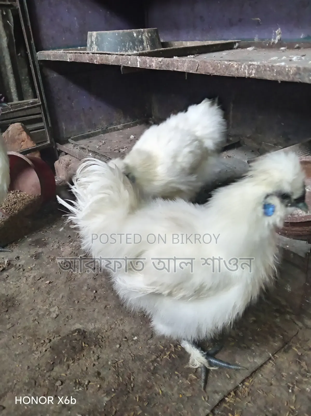Pair of American Silkie Chickens for Sale